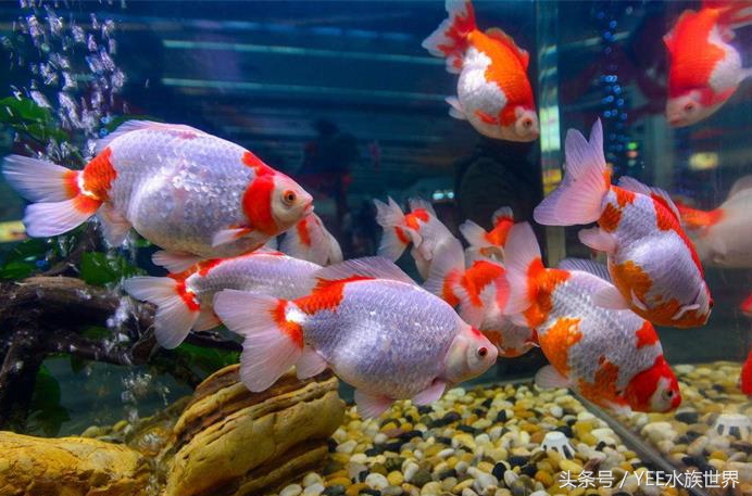 一条金鱼的讲述，如何度过鱼缸里发生的苦难浩劫