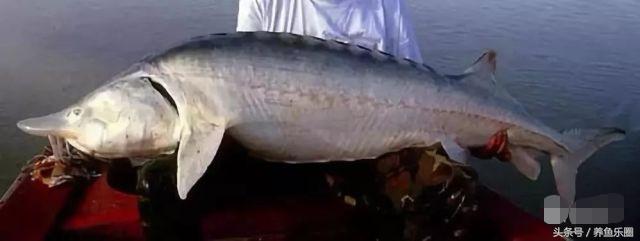 最大鳇鱼有多大图片,大鳇鱼1030斤现状