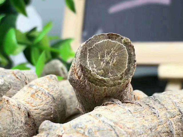 三七的功效与作用及禁忌症高血压,藏三七的功效与作用与禁忌