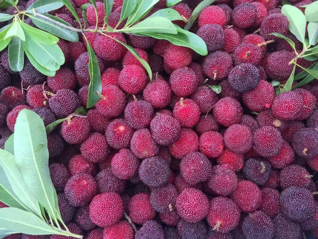 又到一年杨梅季完整视频,又到一年杨梅季