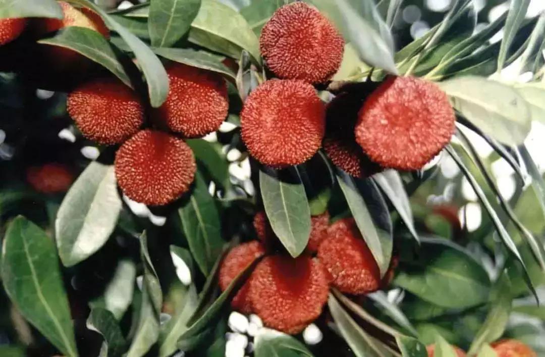 又到一年杨梅季完整视频,又到一年杨梅季