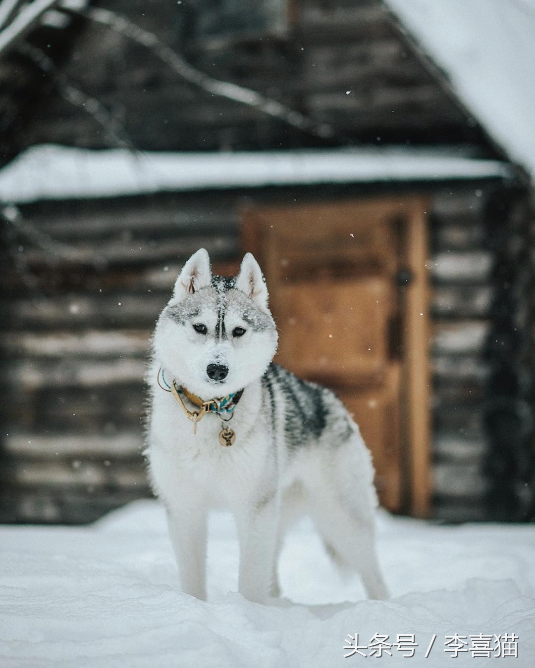 二哈界的一股清流，长相这么眉清目秀还是我熟悉的那个哈士奇吗