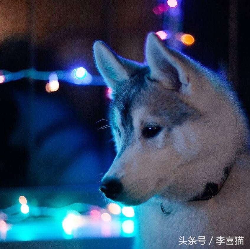 哈士奇中的高颜值存在，这清秀甜美的相貌真的是二哈界的一股清流