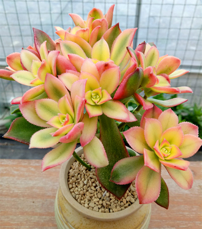 多肉树,多肉树杈