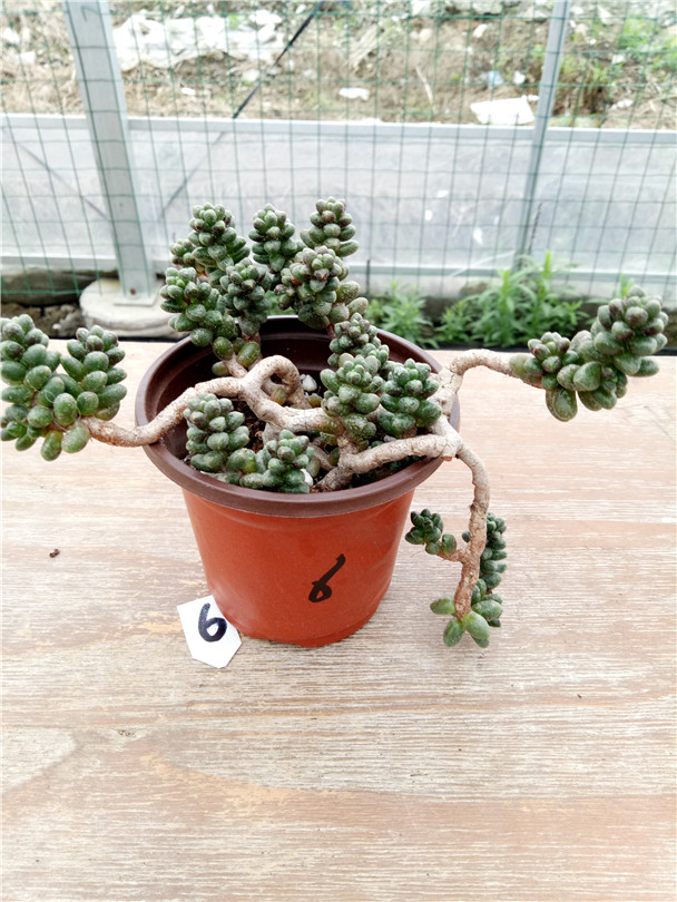 多肉树,多肉树杈