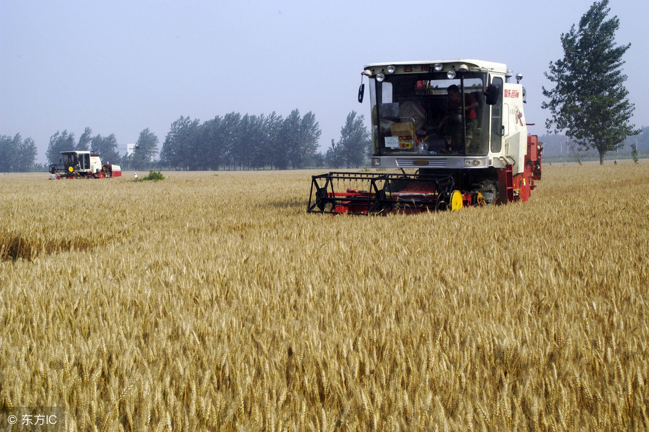 小麦成熟到什么程度收获产量最高,如何判断小麦熟了没有