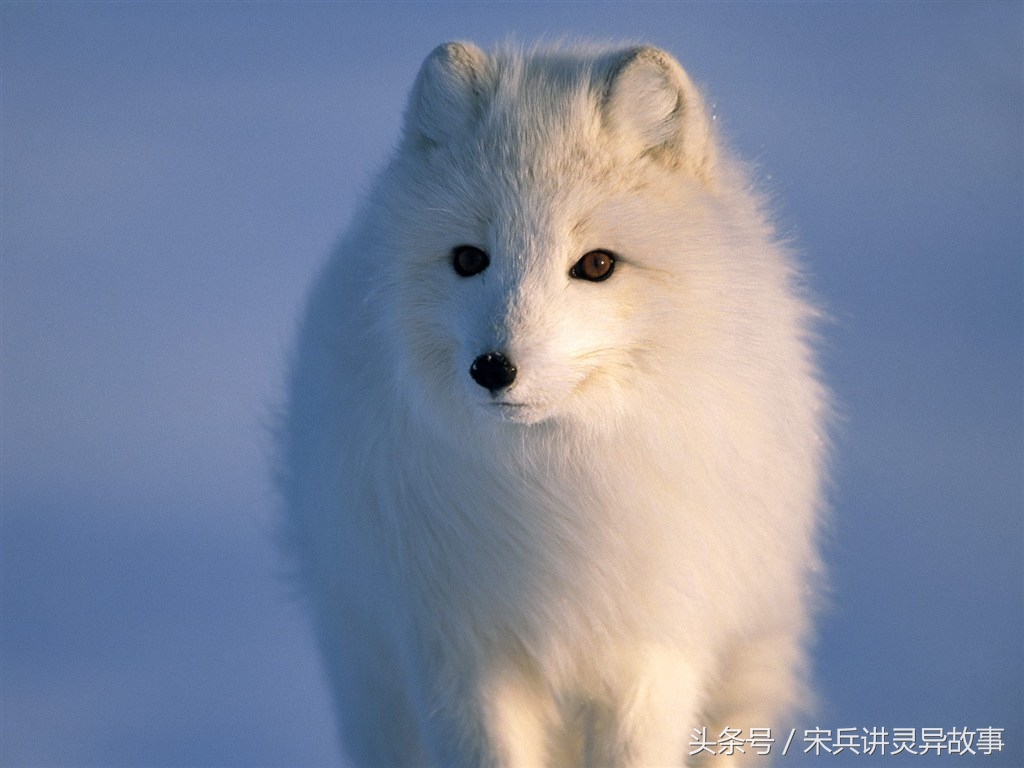 狐狸渡劫的民间故事,狐狸来报恩以身相许却遭到废后