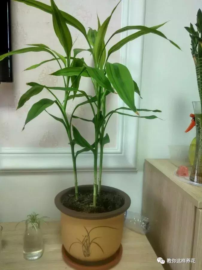 富贵竹叶子发黄喷营养液,富贵竹一浇水叶子就蔫