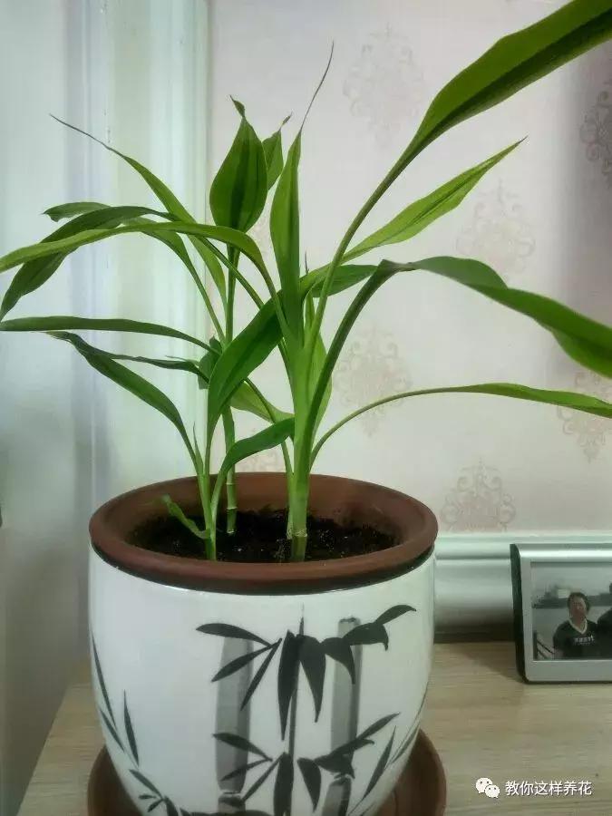 富贵竹节节高黄叶怎么办,节节高富贵竹枯萎黄叶