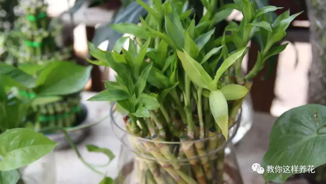 富贵竹节节高黄叶怎么办,节节高富贵竹枯萎黄叶