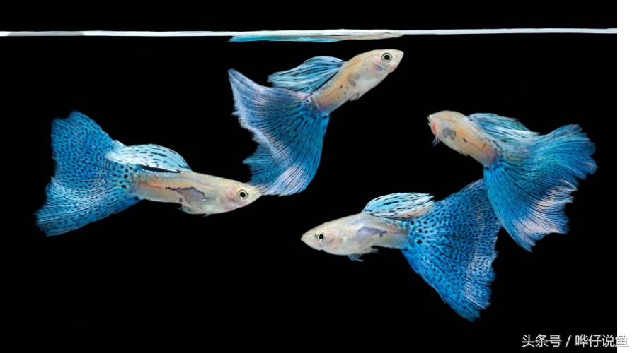 养什么宠物鱼不死鱼,养不死鱼的方法