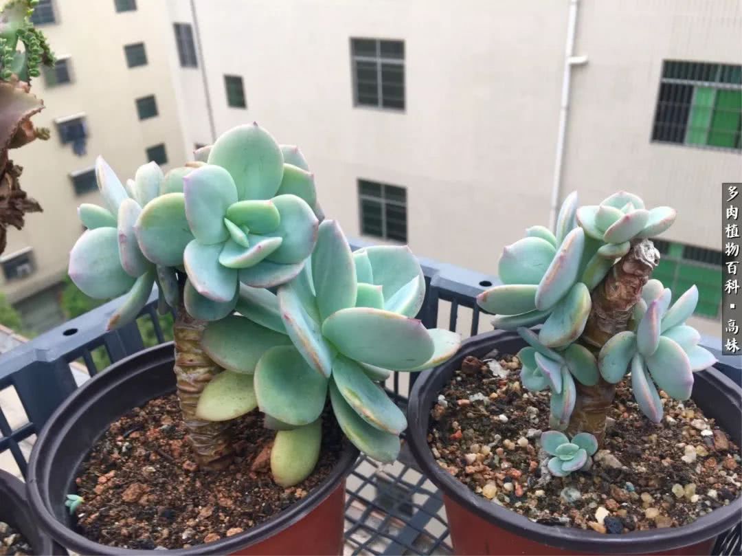 90张多肉图片——纪念入坑两周年！