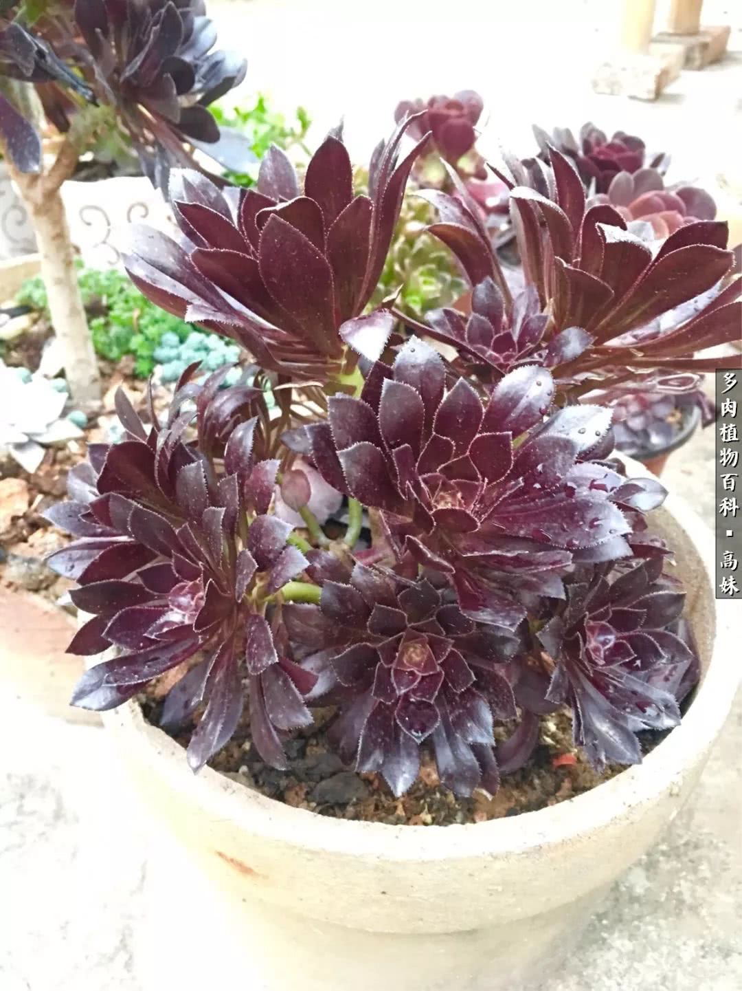 90张多肉图片——纪念入坑两周年！