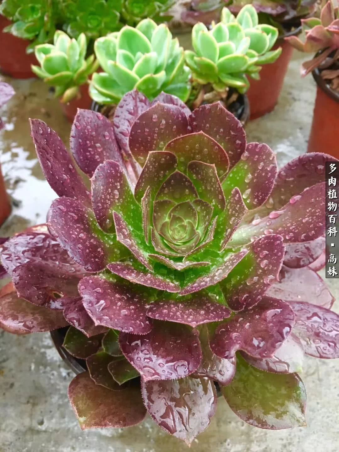 90张多肉图片——纪念入坑两周年！