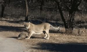 最可怕的代购骗局,揭露各种海外代购真相