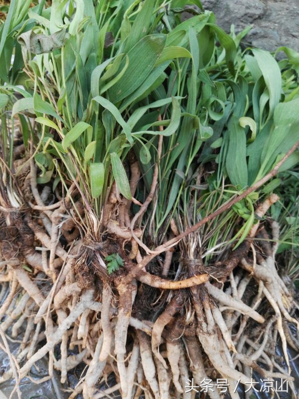 神奇的“黑根”,德昌端午节寻常百姓家药膳必备