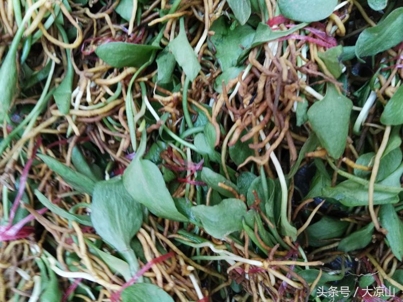 6月18日德昌端午节火爆场面将至，众多中草药先让你辨认，药膳宴等你品尝