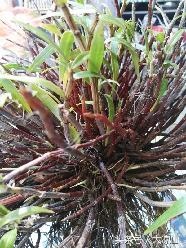 6月18日德昌端午节火爆场面将至，众多中草药先让你辨认，药膳宴等你品尝