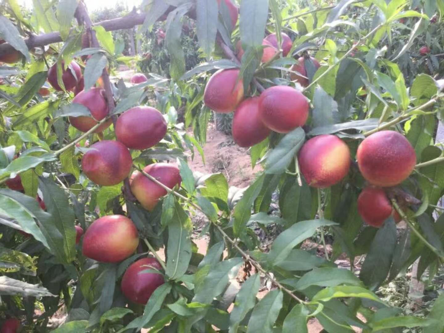 油桃大量上市相约莒县油桃市场,冠县大棚油桃价格表
