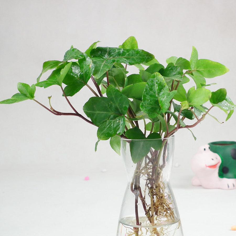 适合办公室养的土培植物,办公室适合水培的开花植物