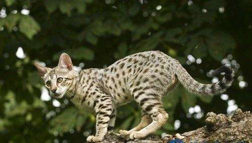 全球最贵的猫王,全球最贵的猫