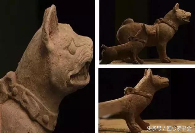 川东邻水猎犬基地,川东猎犬是中华田园犬吗