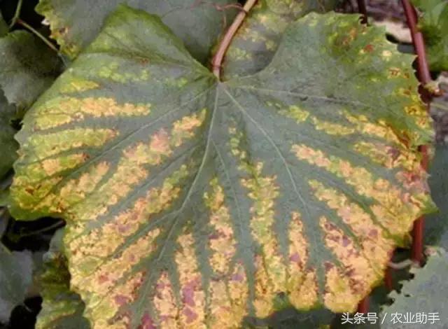 葡萄黄化枯叶怎么回事,葡萄叶尖枯叶是怎么回事