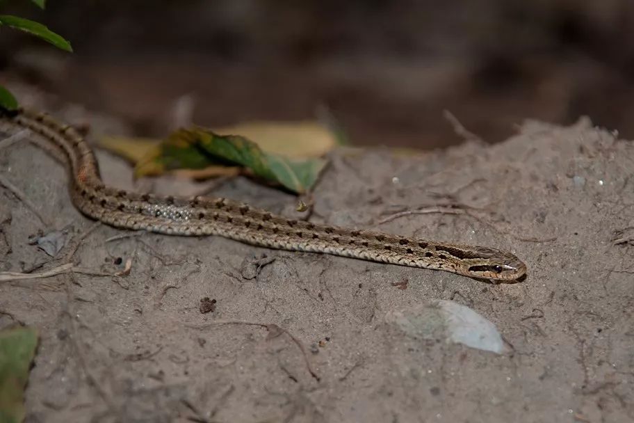 家里进蛇要怎么处理,家里进蛇后多久会死