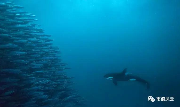 风云解读｜新秀丽遇沽空机构*击狙**：估值遭下调48%，连CEO学历都造假