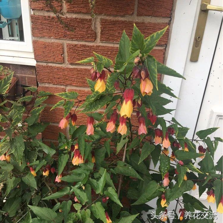 好养的爬藤花盆栽有哪些,适合庭院盆栽种植的爬藤类植物