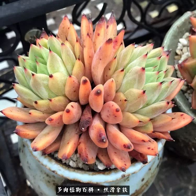 总结一下养多肉的夏天,好养活的多肉冬天和夏天