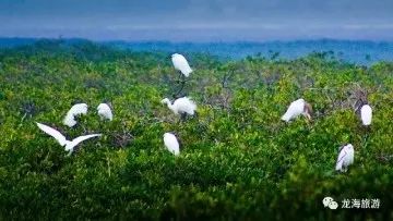 厦门红树林保护区,龙池红树林公园