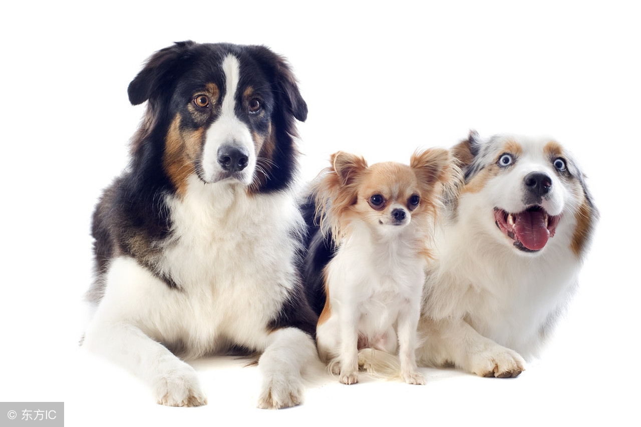 小狗一摸肚子就叫,小狗肚子咕噜咕噜叫是怎么回事