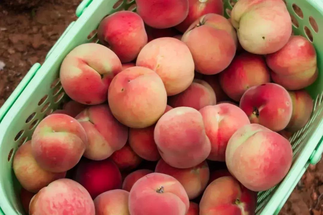清甜爽脆的台湾甜桃已开采摘啦！30元任摘任吃！速度约起来！