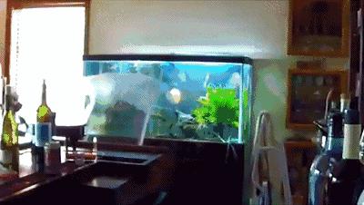 鱼缸爆裂预兆,鱼缸爆裂修复方法