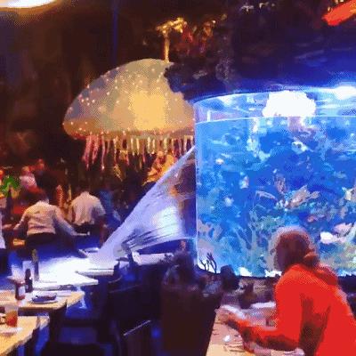 鱼缸爆裂预兆,鱼缸爆裂修复方法