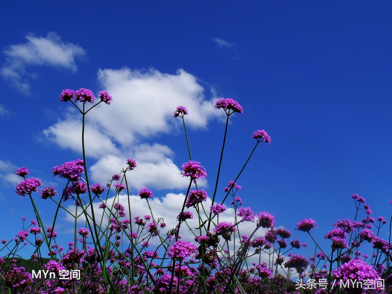 北京京郊游好去处,北京薰衣草庄园风景