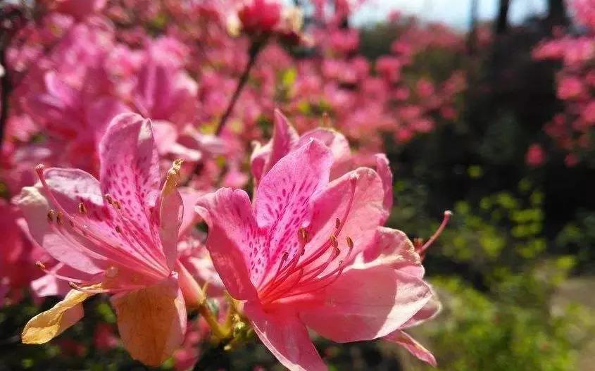 大理每个季节都很美,在大理每天都是那么的美好