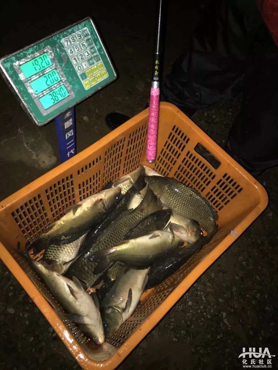 龙纹鲤竿钓鲤鱼,龙纹鲤超轻钓竿