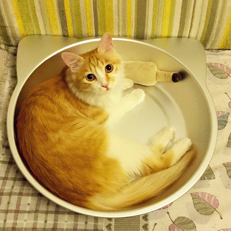 猫咪中暑大小便失禁怎么办,夏天炎热猫咪差点中暑