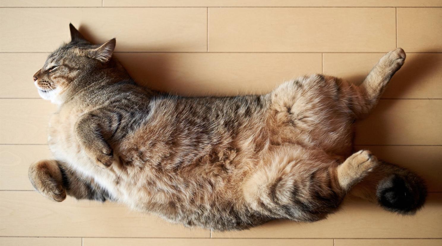 猫咪中暑大小便失禁怎么办,夏天炎热猫咪差点中暑