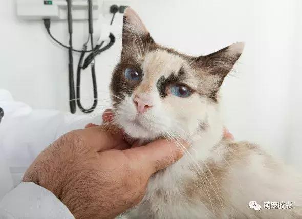 猫咪绝育有哪些检查一定要做,猫咪就诊都检查哪些项目