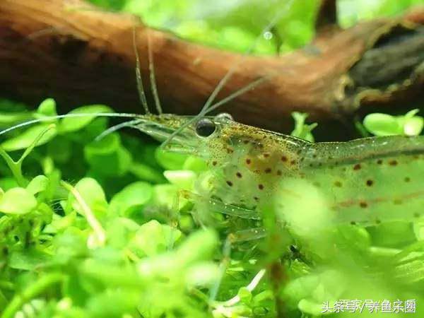 鱼缸丝藻用什么除藻液好用,鱼缸除藻剂用几天就除掉藻类