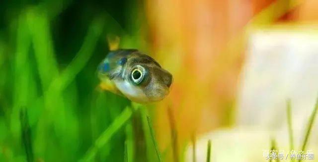 鱼缸丝藻用什么除藻液好用,鱼缸除藻剂用几天就除掉藻类