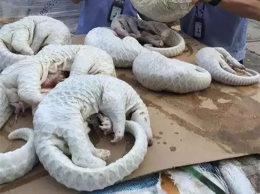 海外代购的荒唐陷阱,代购十大骗局揭秘图