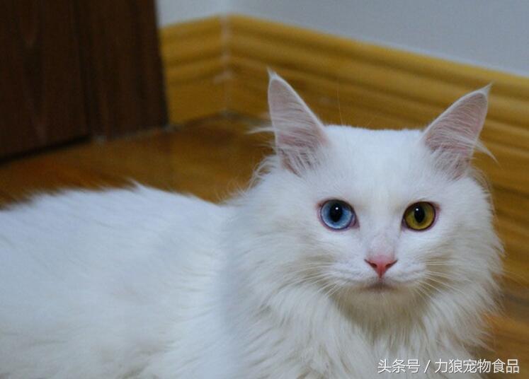 颜值爆表的8种中华田园猫,中华田园猫真的不比外国土猫好吗