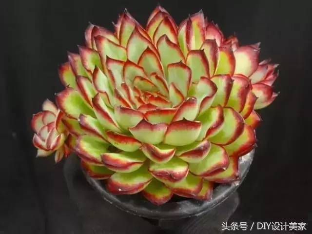 看看这些售价万元的多肉你认识几个