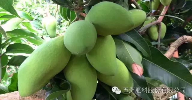 淇濊姳淇濇灉鑶ㄥぇ闃茶,閫熷缓鍔犲浐鏉愭枡