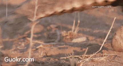 代购圈黑幕,代购十大骗局揭秘图