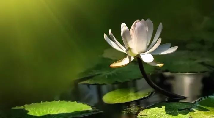 必背超长十大经典古文,公认最难背的十篇古文你认同吗